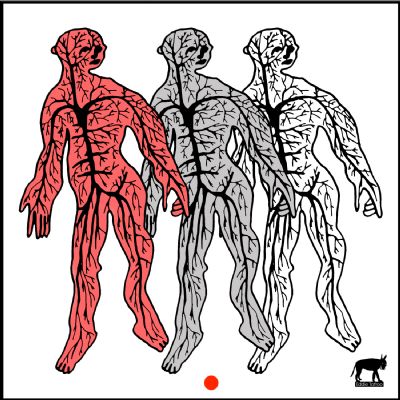 spellato srg eddietattoo vene nervi anatomia uomo sistema tatuaggi brescia rosso 	 spellato srg eddietattoo vene nervi anatomia uomo sistema tatuaggi brescia rosso 	